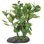 REP25003 Террариумное растение Крассула 25см